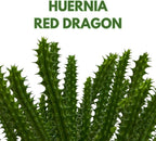BubbleBlooms Huernia Red Dragon Stapelia Cactus/Huernia penzigii, in 4 inch Pot