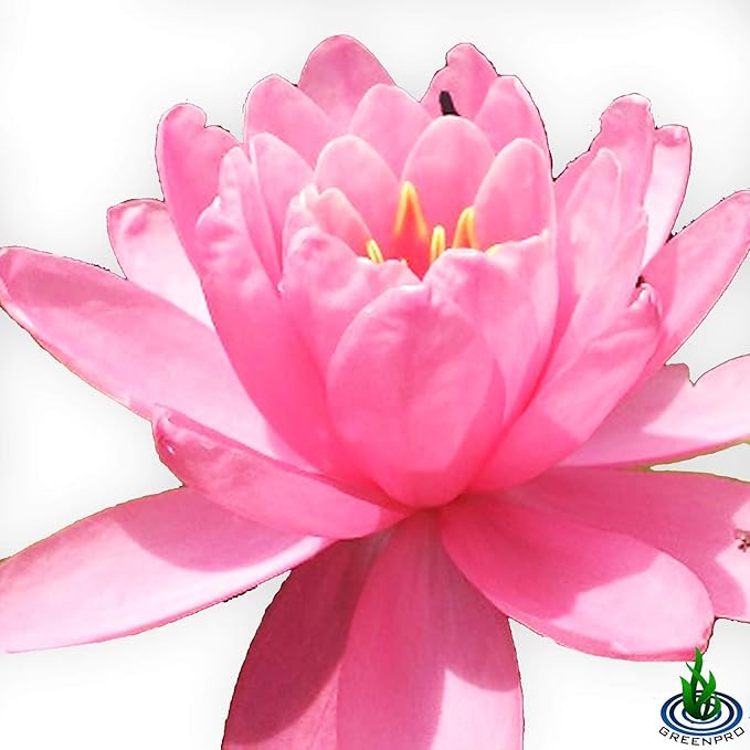 Live Water Lily Tuber Nymphaea Perry's Fire Opal Pink Red Hardy Aquatic Plants for Aquarium Freshwater Fish Pond Flower Garden
