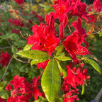 Azalea Live Plant, Live Azalea Plants, Flowering Shrub with Vibrant Red Blooms, 4-7 Inches Tall in 4 Inch Pot (Red)