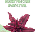 BubbleBlooms Cryptanthus Bivittatus in a 2 inch Pot, Tiny Mini Pixie Plant, Bright Pink