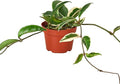 Hoya Carnosa 'Tricolor' Live Plant for Indoor | Different Houseplants in 3'' Pot | Real House Plant for Living Room, Office, Desk & Bathroom | Porcelain Flower | Wax Plant | Honey