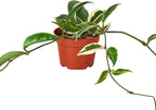 Hoya Carnosa 'Tricolor' Live Plant for Indoor | Different Houseplants in 3'' Pot | Real House Plant for Living Room, Office, Desk & Bathroom | Porcelain Flower | Wax Plant | Honey