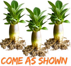 3 Rare Mixed Desert Rose Plants Live, Adenium Desert Rose Random Varieties, Starter 4-7'' Tall, Tropical Flowering Succulent, Indoor Outdoor Spring Planting