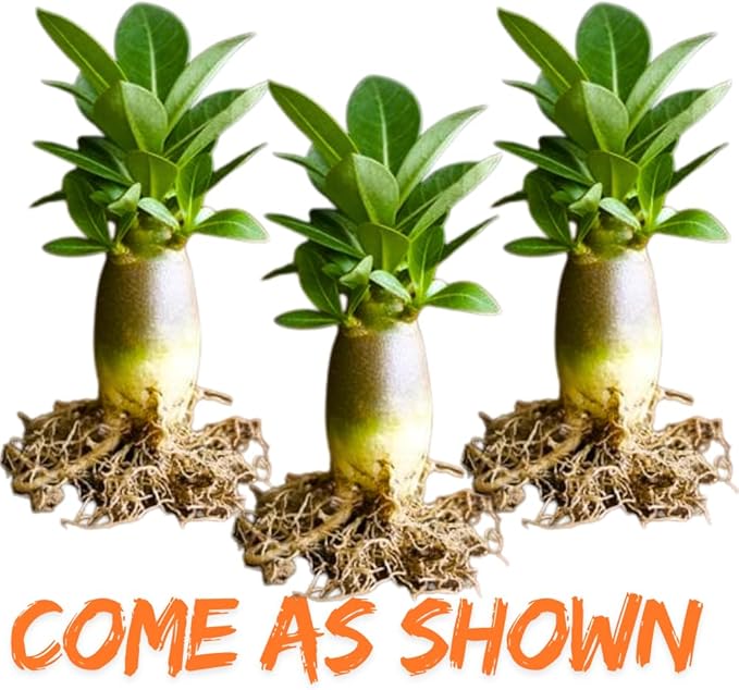 3 Rare Mixed Desert Rose Plants Live, Adenium Desert Rose Random Varieties, Starter 4-7'' Tall, Tropical Flowering Succulent, Indoor Outdoor Spring Planting