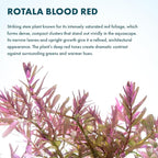 SubstrateSource Live Aquarium Red Stem Plants - Freshwater Aquatic Plant for Fish Tanks, Aquascaping - (Rotala Blood, 1 Bunch)