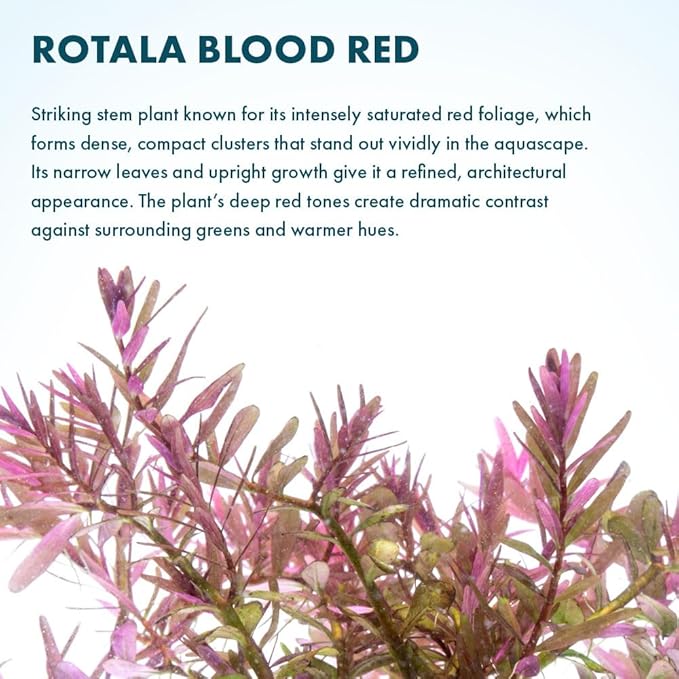 SubstrateSource Live Aquarium Red Stem Plants - Freshwater Aquatic Plant for Fish Tanks, Aquascaping - (Rotala Blood, 1 Bunch)