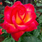 Rose Live Plant, Roses Flower Plant, Fragrant Flower for Planting, 4-6 Inches Tall, Bush Shrub Plants, Well Rooted, Ready to Grow (Red Orange Rose)