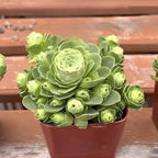 Mountain Rose Succulent Greenovia Dodrentalis Live Plant in 2-Inch Pot | Unique Rose-Shaped Crassulaceae for Indoor Home and Office Decor