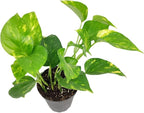 Golden Pothos (8"+ Grower Pot) - Trailing Air- Purifying, Easy to Grow Houseplant - Live Healthy Houseplant for Home Office Decoration