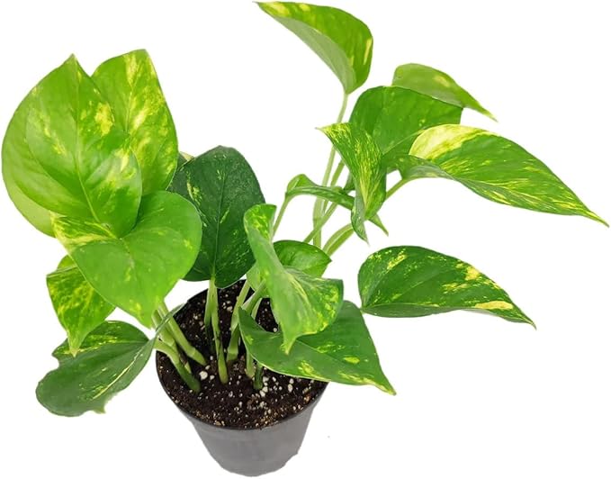 Golden Pothos (6"+ Grower Pot) - Trailing Air- Purifying, Easy to Grow Houseplant - Live Healthy Houseplant for Home Office Decoration