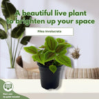 BubbleBlooms Pilea Mollis Moon Valley in a 4 inch Pot Friendship Plant