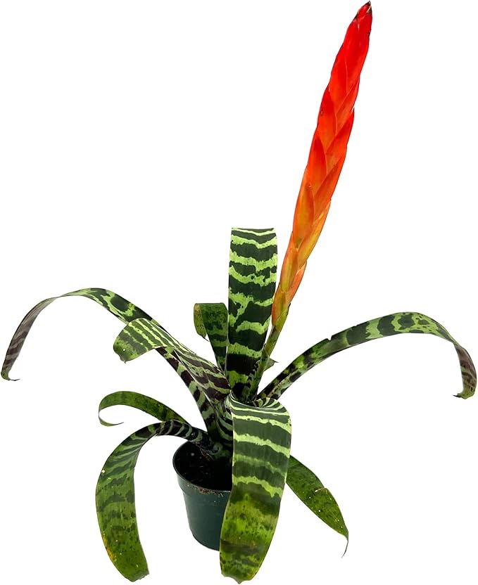 ragnaroc Live Plants – Bromeliad Vrisea Splenriet, 4-8" in 4" Pot - 1ct - Live Arrival Guaranteed - House Plants for Home Decor & Gift