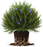 Rosemary Plants Live, Herb Plant, 4 Inc to 7 Inc Tall, Set 3 Plants