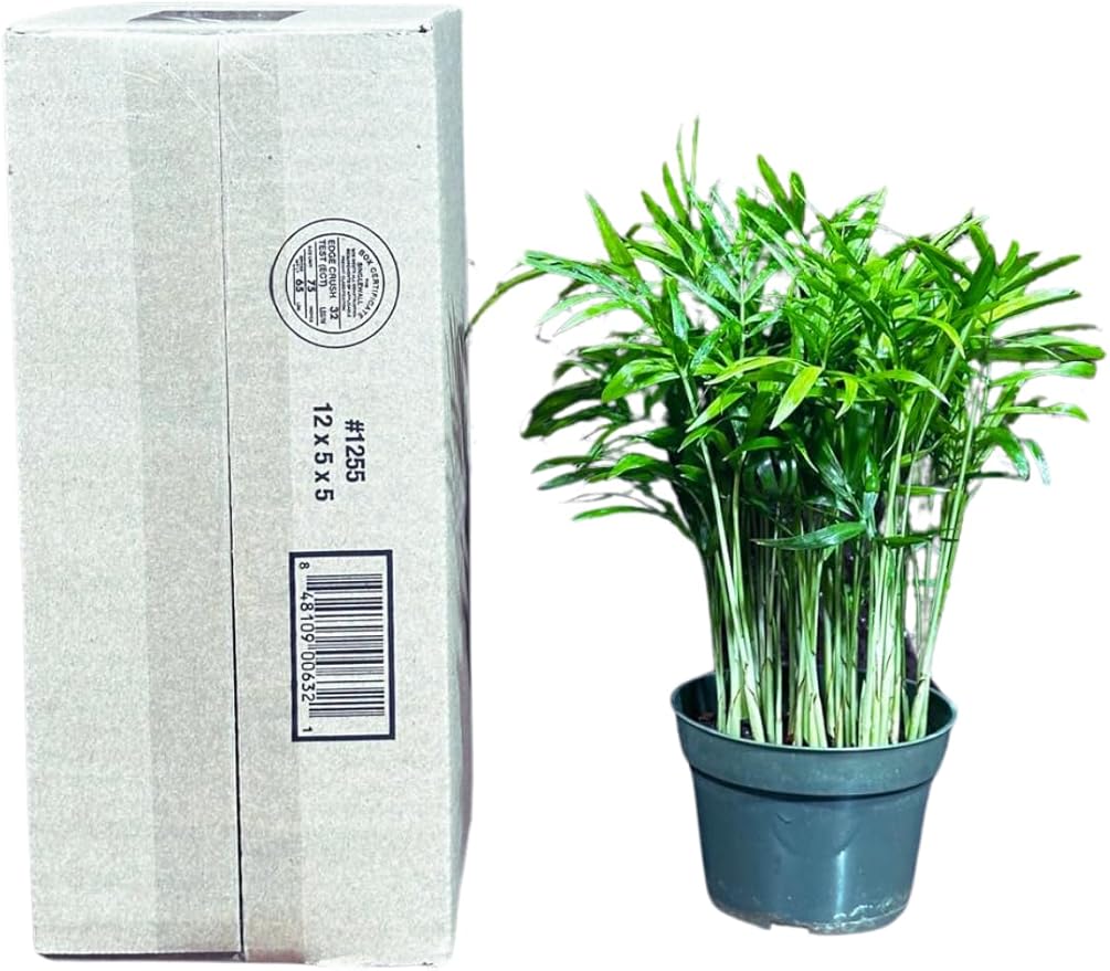 Live Parlor Palm in a 3 inch Nursery Pot - Golden Cane Palm Tree - Air Purifier Plant for Home Decor - Office Gift Indoor Plant