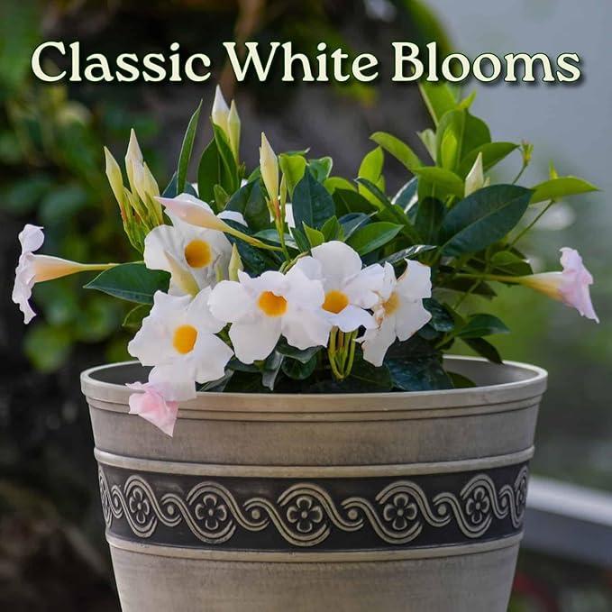 Dipladenia Bush - White - Overall Height 22" to 26" - Tropical Plants of Florida (Plant Only)