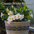 Dipladenia Bush - White - Overall Height 22" to 26" - Tropical Plants of Florida (Plant Only)