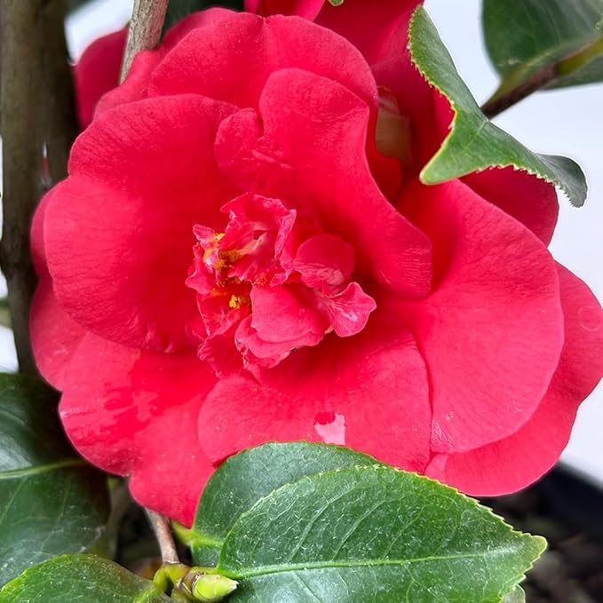 Blooming & Beautiful - Rosehill Red Camellia - 3 gal - Semi-Double Blooms - Evergreen Shrub - Camellia Japonica 'Rosehill Red' - 3 Gallon Pot