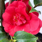Blooming & Beautiful - Rosehill Red Camellia - 3 gal - Semi-Double Blooms - Evergreen Shrub - Camellia Japonica 'Rosehill Red' - 3 Gallon Pot