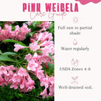 Pink Weigela Live Plant, Spring Blooming Shrub in 4” Pot, Hardy Perennial Flowering Bush for Garden Borders, Cold Hardy, Dormant in Winter