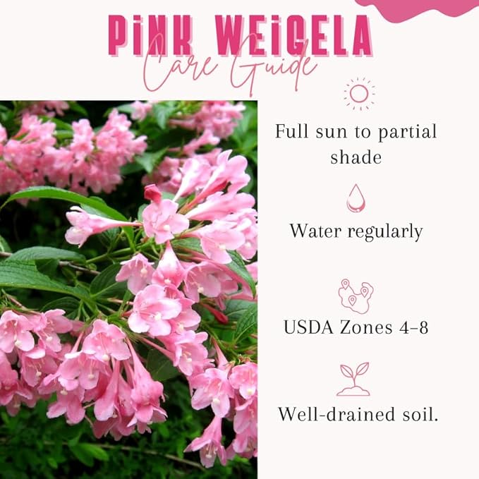 Pink Weigela Live Plant, Spring Blooming Shrub in 4” Pot, Hardy Perennial Flowering Bush for Garden Borders, Cold Hardy, Dormant in Winter