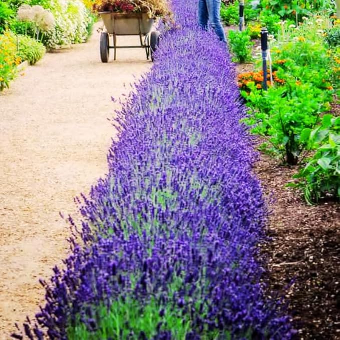 4 Lavender Plants Live Starter Plants 4-6" in Tall, Hardy Perennial Lavender for Garden and Landscape with Fragrant Purple Blooms, No Pot (Blue-Purple)