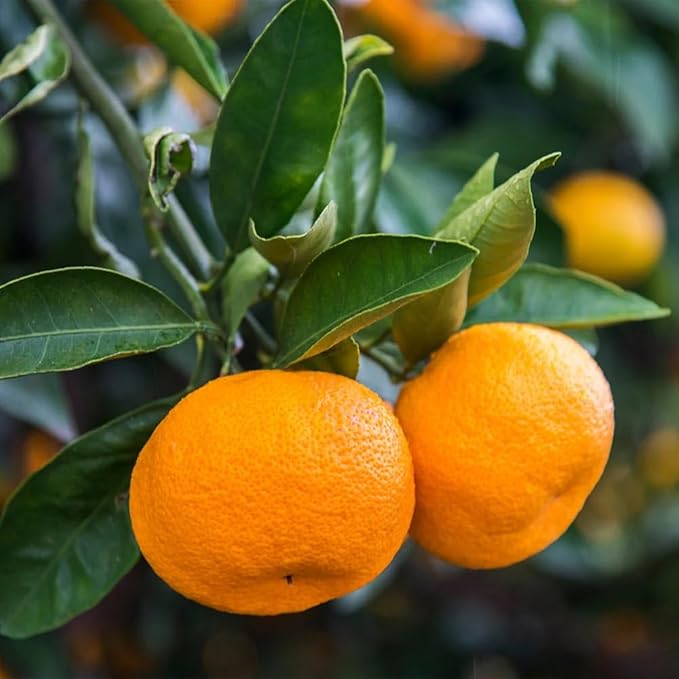 Brighter Blooms - Calamondin Orange Tree, 1-2 ft. - No Shipping to AK, AL, AZ, CA, FL, GA, HI, LA, MS, OR, TX