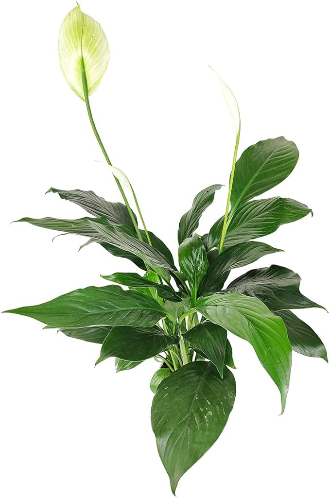 Spathiphyllum Green Peace Lily (6 inch) - Lucky Houseplants - 4/6 inch Unique Live Decorative Houseplants - Easy to Care Indoor Plants, Perfect for Office, Home & Feng Shui Decor