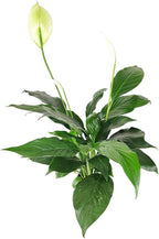 Spathiphyllum Green Peace Lily (4 inch) - Lucky Houseplants - 4/6 inch Unique Live Decorative Houseplants - Easy to Care Indoor Plants, Perfect for Office, Home & Feng Shui Decor