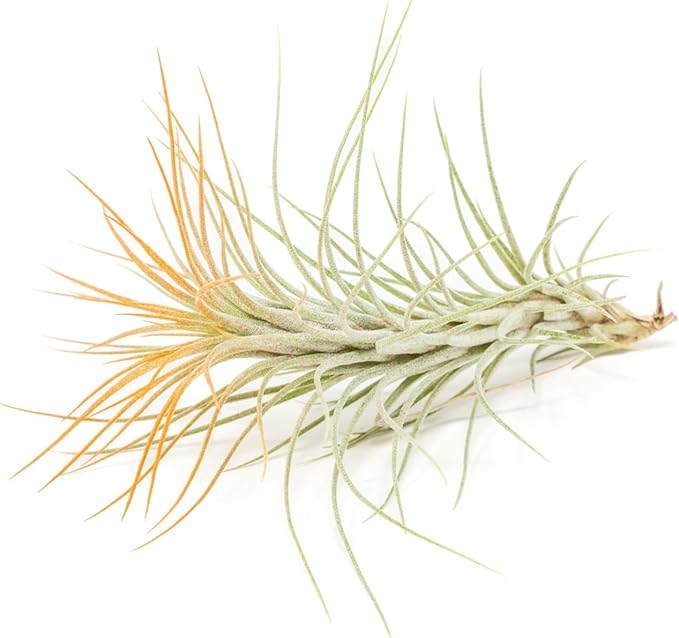 Tangerine Colorful Tillandsia Air Plants - Long Lasting Color Enhanced Live Tillandsia Succulent House Plants - Home and Garden Decor - Easy Care Indoor/Outdoor Plants (Funckiana, Pack of 3)