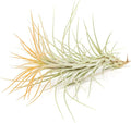 Tangerine Colorful Tillandsia Air Plants - Long Lasting Color Enhanced Live Tillandsia Succulent House Plants - Home and Garden Decor - Easy Care Indoor/Outdoor Plants (Funckiana, Single)