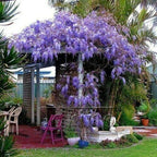 2 Blue Flowering Chinese Wisteria Vines - 12-18" Tall Live Plants - Wisteria Seedlings - Wisteria sinensis - (2 Pack)
