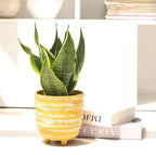 Snake Plant Sansevieria Laurentii (6 inch) - Lucky Houseplants - 4/6 inch Unique Live Decorative Houseplants - Easy to Care Indoor Plants, Perfect for Office, Home & Feng Shui Decor
