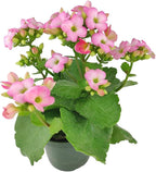 Live Indoor Flowering Houseplants, Pink Kalanchoe blossfeldiana Flaming Katy in 4" Grower Pot, Easy Care Houseplants, Live Plants for Home and Office Decor