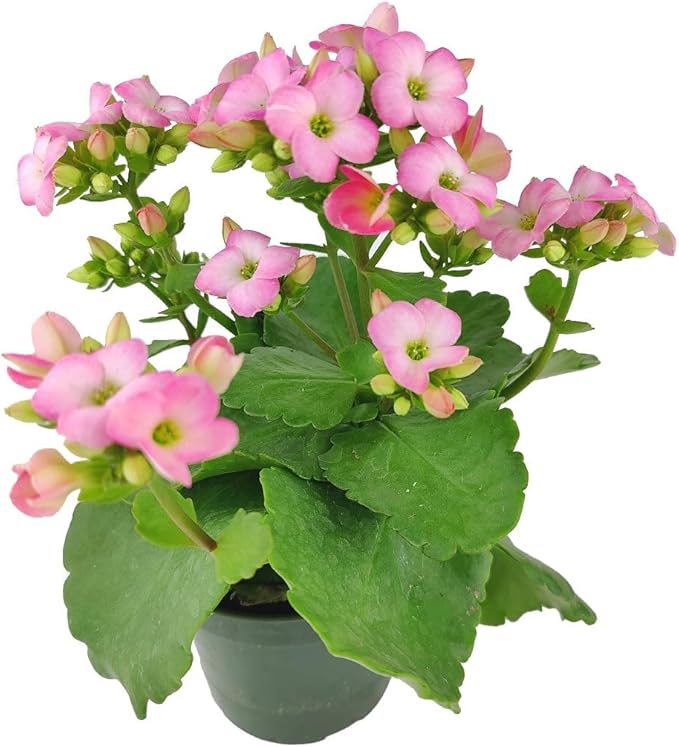 Live Indoor Flowering Houseplants, Pink Kalanchoe blossfeldiana Flaming Katy in 4" Grower Pot, Easy Care Houseplants, Live Plants for Home and Office Decor