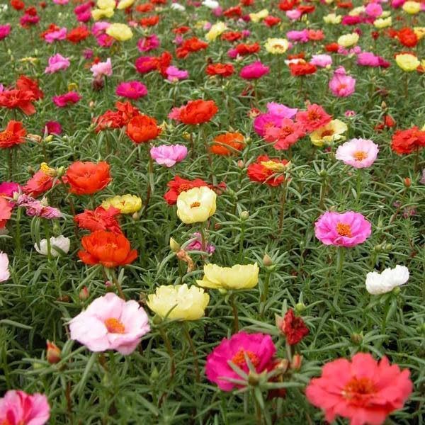 Outsidepride Mixed Moss Rose Seeds - 250 Pcs Annual, Drought & Heat Tolerant, Pollinator Friendly Ground Cover Seeds for Planting w/Vibrant Blooms & Succulent Foliage, Ideal for Xeriscaping