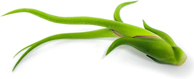 Tillandsia Air Plants Live Indoor Plants (100 Pack), Air Plants Bulk Party Favors or Wedding Favors Live Plants, Air Plant Lover Gifts, DIY Terrarium Kit, Air Succulents Plants Live by Plants for Pets