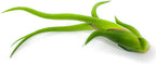 Tillandsia Air Plants Live Indoor Plants (100 Pack), Air Plants Bulk Party Favors or Wedding Favors Live Plants, Air Plant Lover Gifts, DIY Terrarium Kit, Air Succulents Plants Live by Plants for Pets
