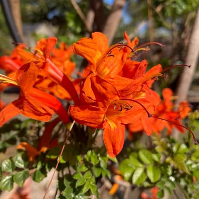 Fragrant Orange Honeysuckle Plants Live Vines, Perennial Lonicera Tecoma Honeysuckle Plants, 5 to 9 Inches Tall