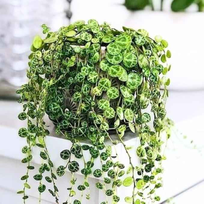 String of Turtles Live Plant, Rare Succulent Houseplant Indoor Home Decoration