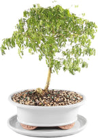 Brazillian Rain Tree with White 10" Ceramic Tray