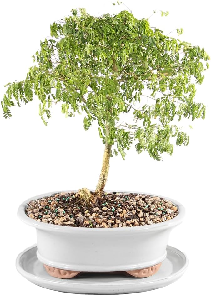 Brazillian Rain Tree with White 10" Ceramic Tray