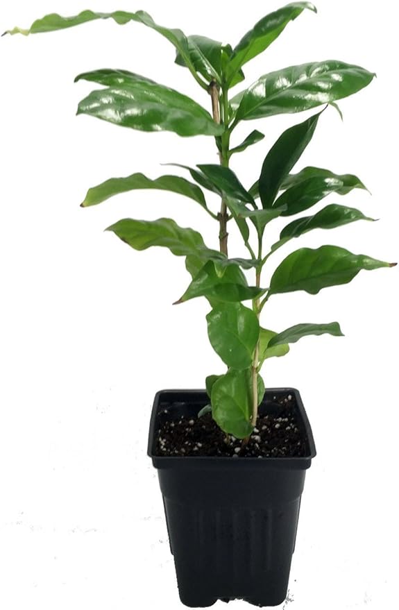 Arabica Coffee Bean Plant - 4" Pot - Grow & Brew Your Own Coffee Beans