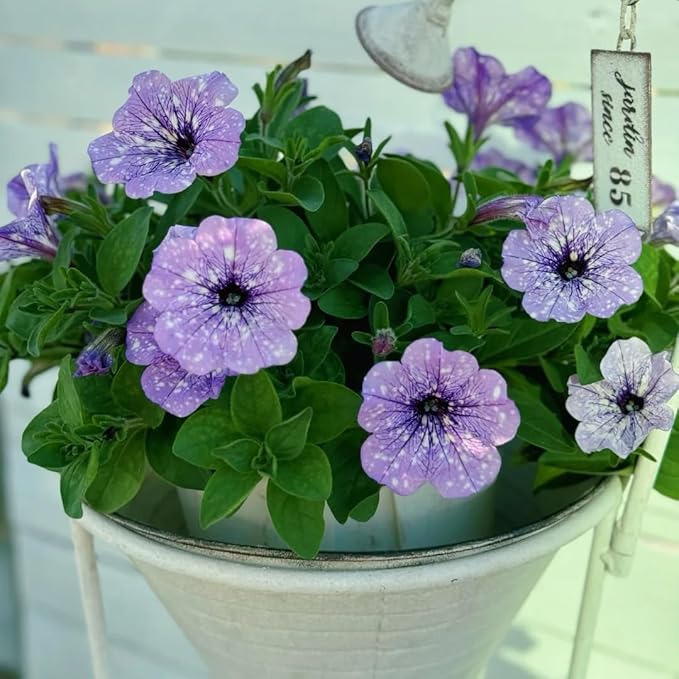 Night Sky Petunia Seeds for Planting,1000+ Mixed Rare Starry Sky Ipomoea Flower Seeds, Trailing Plant, Heirloom Non-GMO Petunia Seed for Home Garden