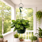 Maranta Lemon Lime Live Indoor Plant in 8 Inch Hanging Basket, Lemon Lime Prayer Plant, Maranta Leuconeura Houseplant for Home or Office