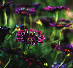 100 pcs Rare Daisy Flowers Seeds for Planting - Purple Daisy Seeds Non-GMO Perennial Garden Plants Seeds Outdoor Daisy Flower Home Garden