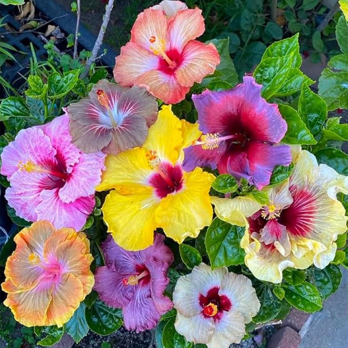 220+ Mixed Hibiscus Flower Seeds for Planting - Perennial Exotic Plant Bonsai Seeds for Home Garden-Attract Butterflies