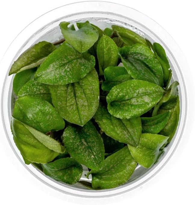SubstrateSource Live Plant - Lagenandra keralensis - Midground to Background Rosette with Bronze-Green Foliage, Snail-Free in Vitro Aquarium Plant - Tissue Culture