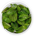 SubstrateSource Live Plant - Lagenandra keralensis - Midground to Background Rosette with Bronze-Green Foliage, Snail-Free in Vitro Aquarium Plant - Tissue Culture