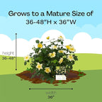1 Gallon Easy Bee-zy Knock Out Rose