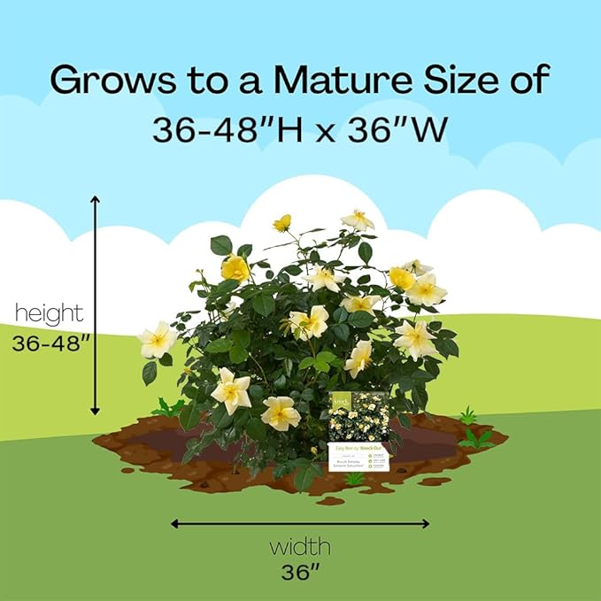 2 Gallon Knock Out Easy Bee-zy Rose Shrub
